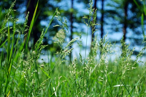 Controlling Weeds Organically