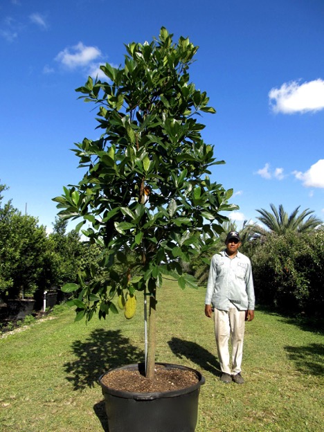 Fruit Trees, Care & Characteristics