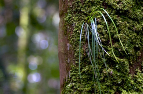 Weeds In The Trees Part 1