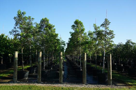 Mahogany Trees