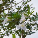 All About Tabebuia Trees