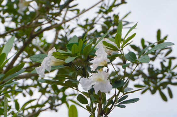 All About Tabebuia Trees