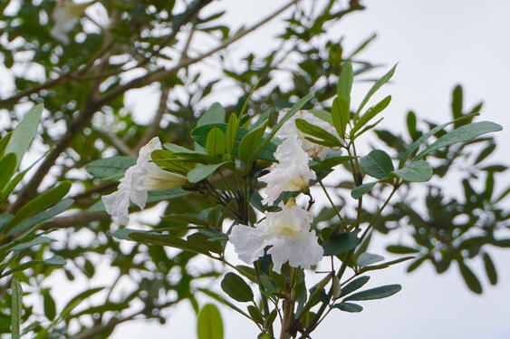 Tabebuia Trees variety