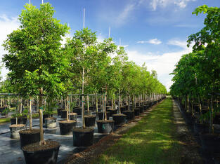 Treeworld Wholesale Inventory Management & Classification Of Trees