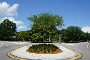 Island Trees