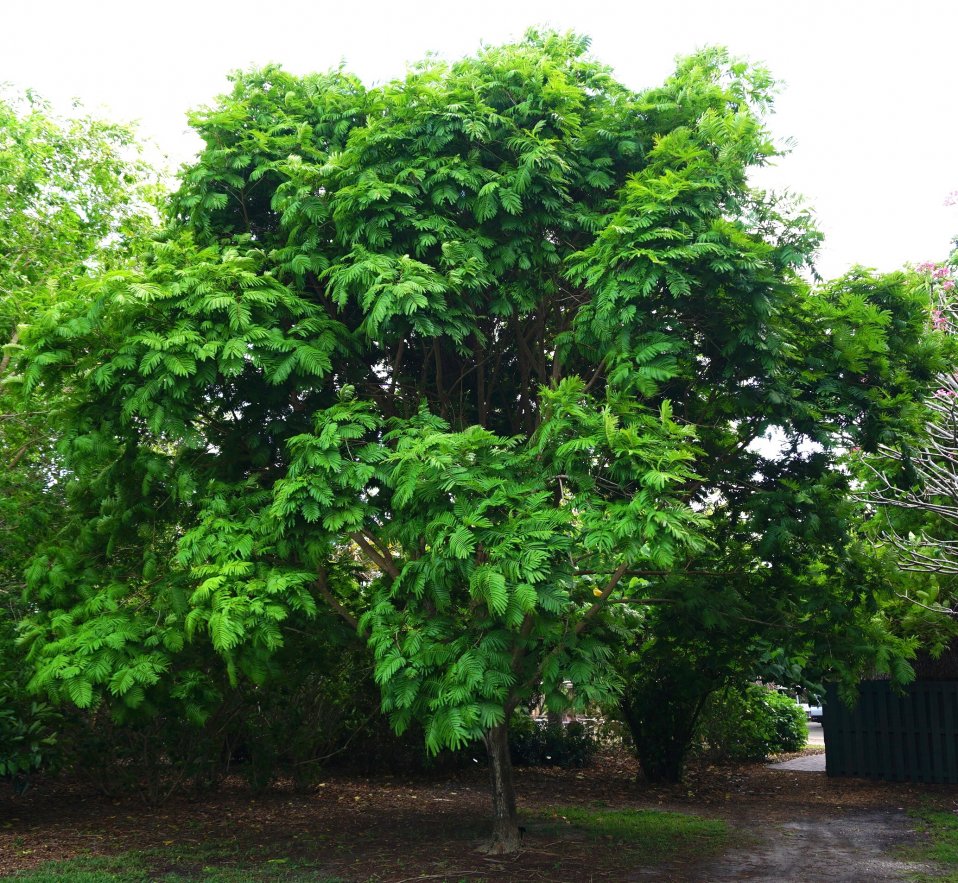 What Are Evergreen Trees? What Does Evergreen Mean?