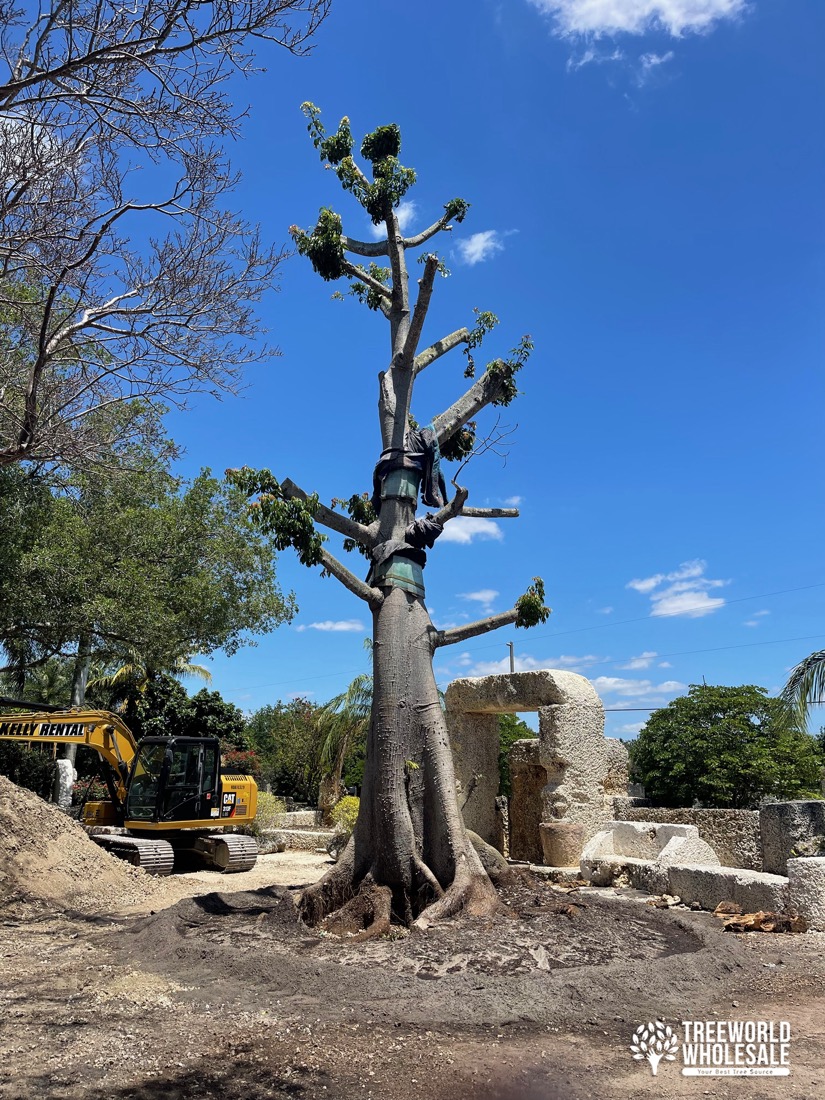 ceiba pentandra TreeWorld Wholesale