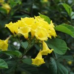 cordia lutea or yellow geiger flower