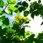 Cordia Lutea Leaves - Yellow Geiger