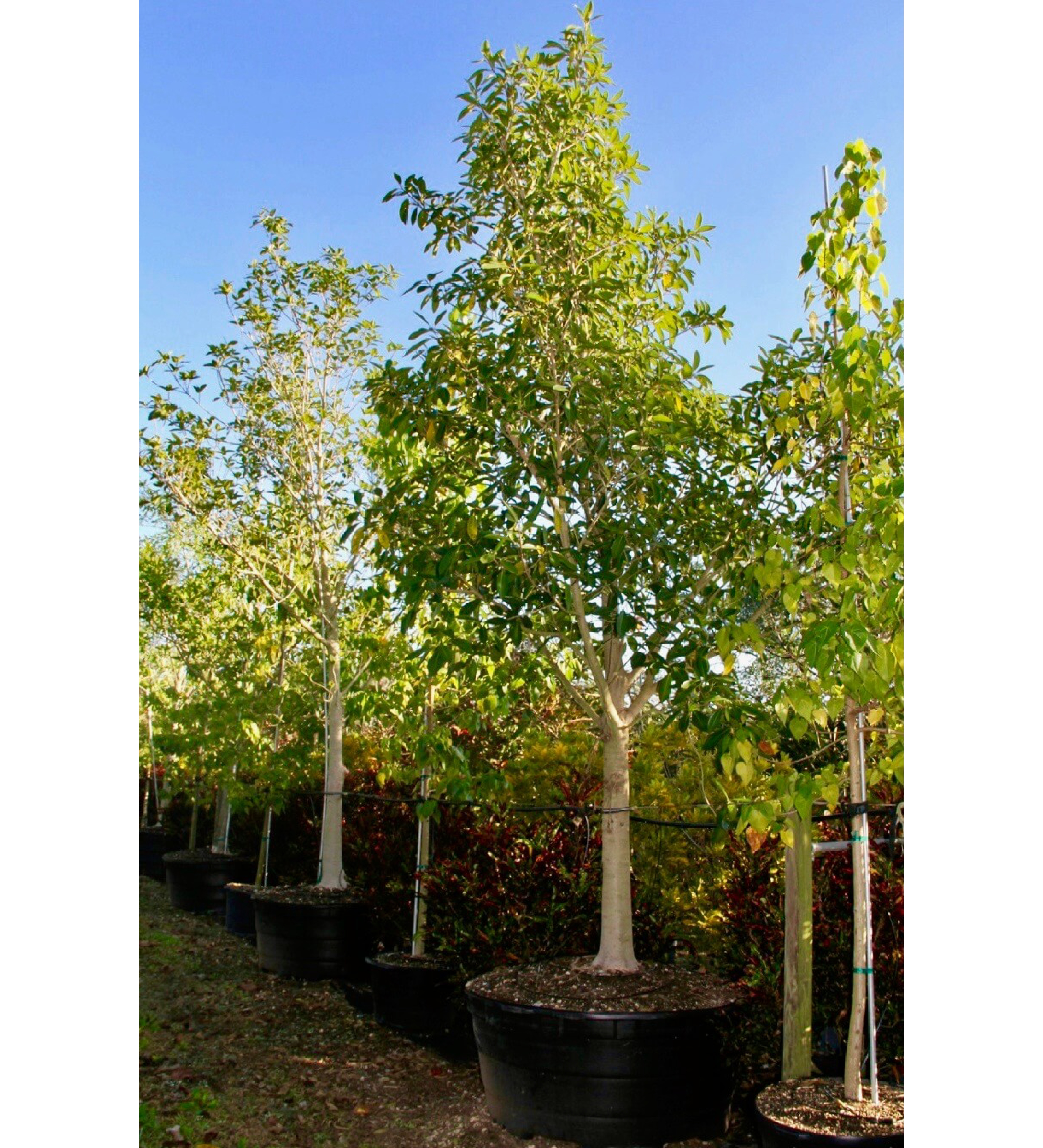 ficuscitrifolia100gal