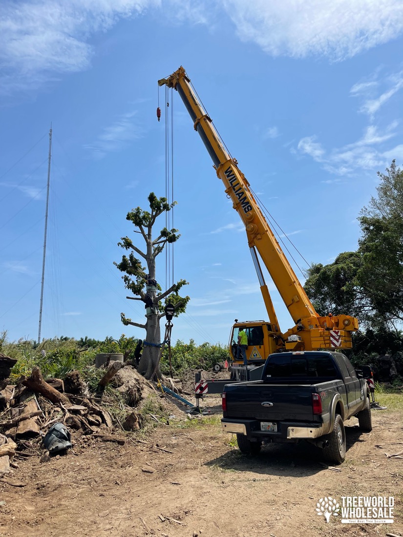 installing the ceiba pentandra