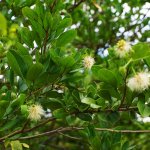 Leaf -pithecellobium keyense at TreeWorld Wholesale