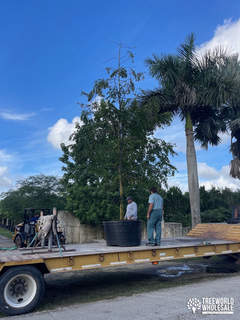 loading a cassia bakeriana pink cassia