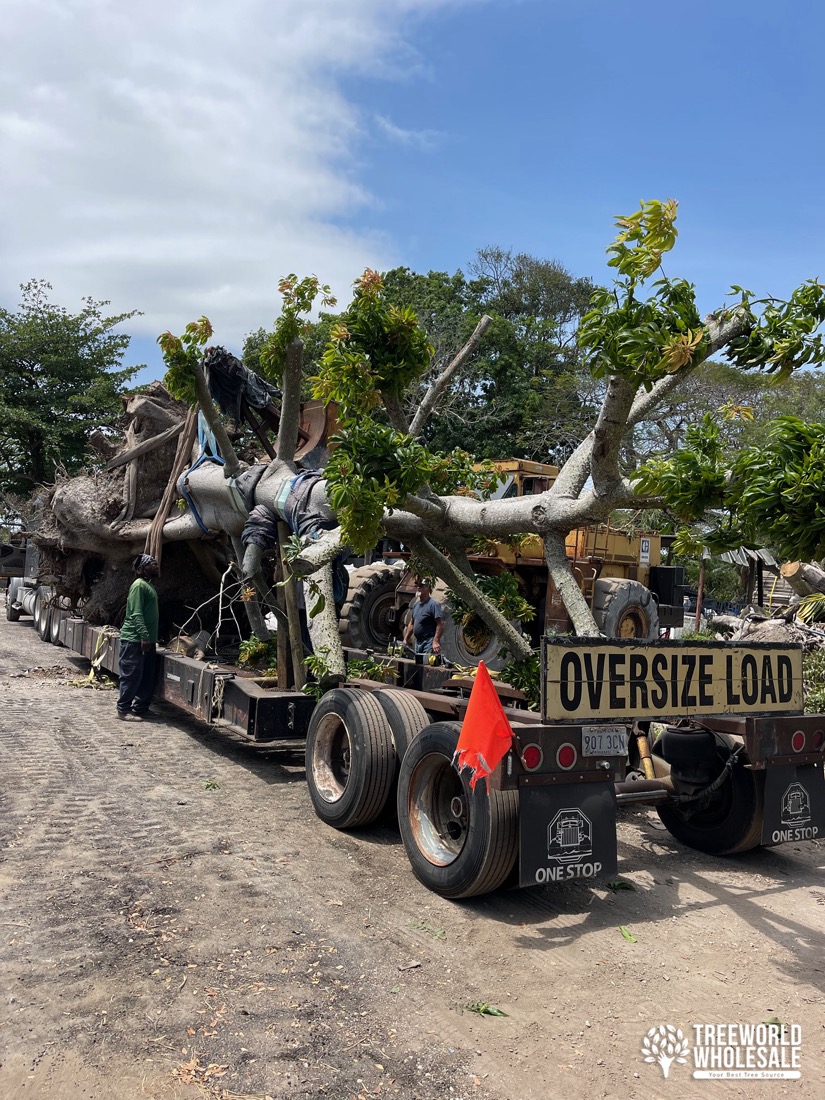 loading the kapok tree