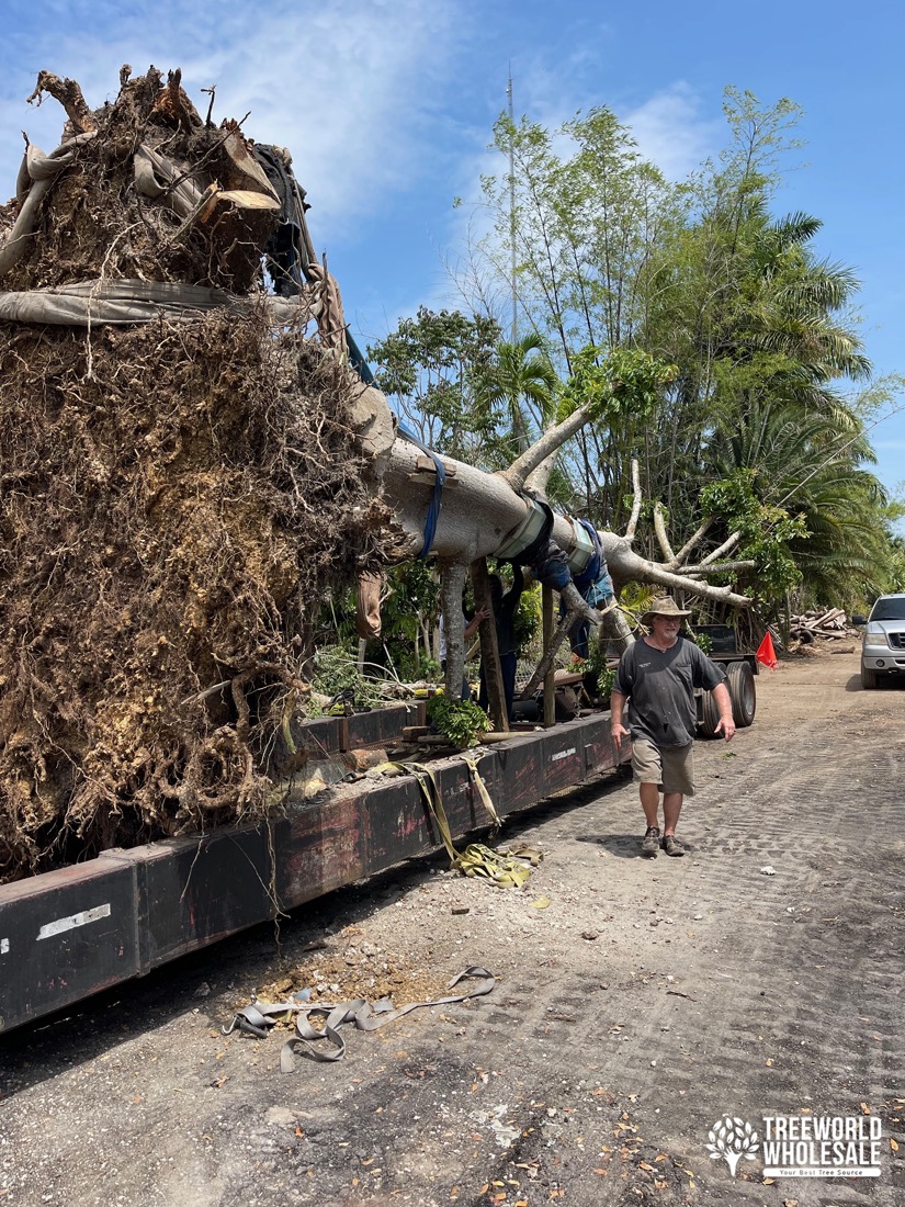 moving the ceiba pentandra