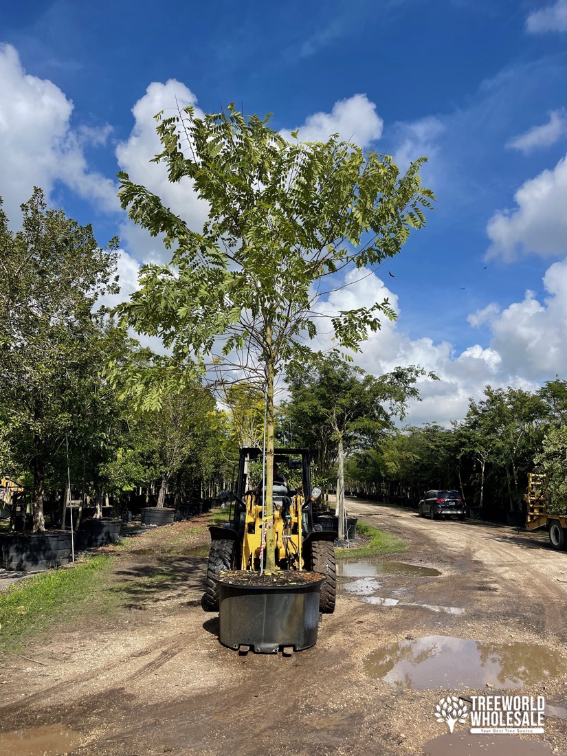 treeworld wholesale loading tree material