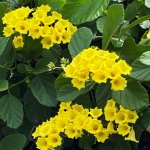 Yellow Geiger Flower - Cordia Lutea