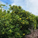 Yellow Geiger Hedge