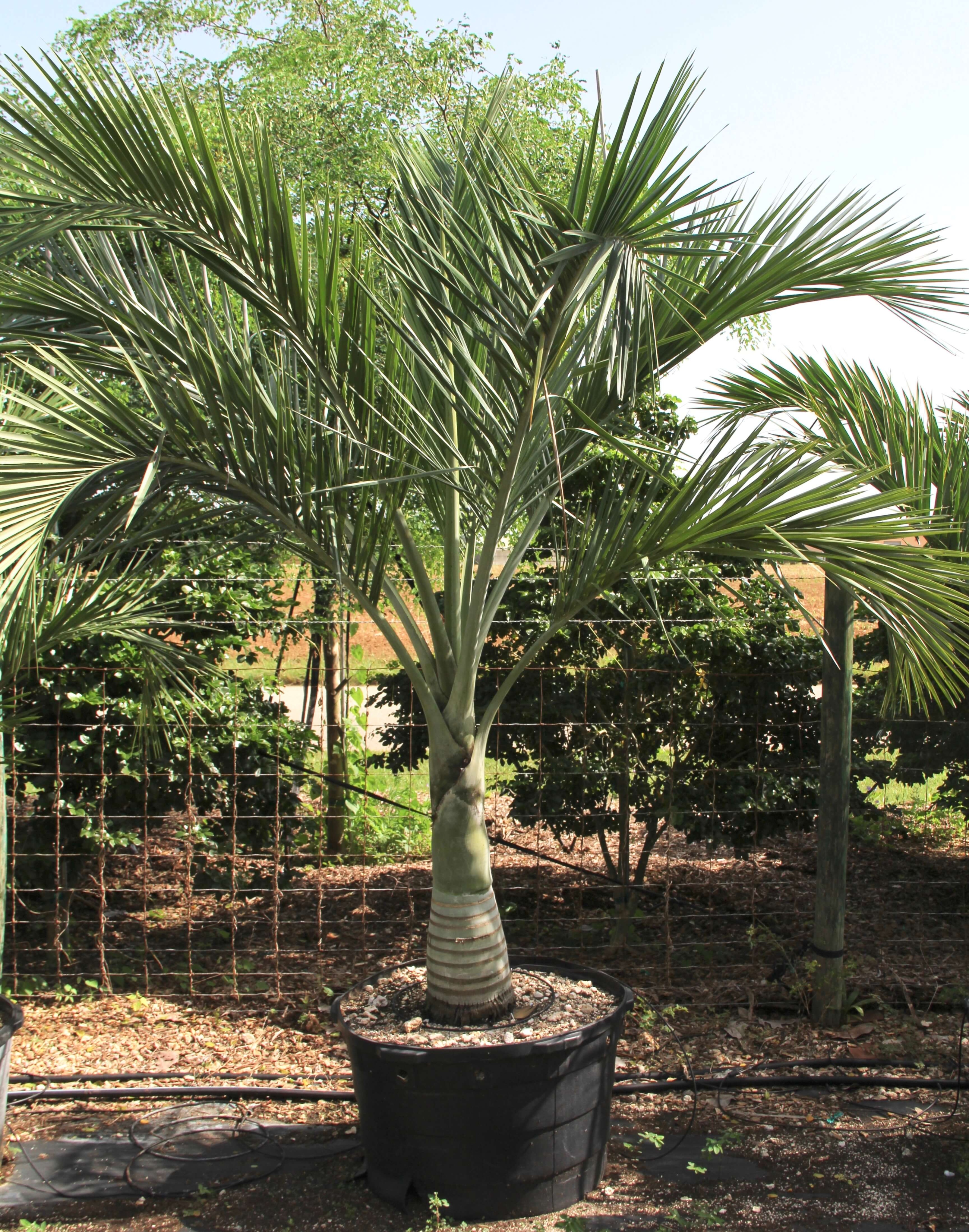 100gal Pseudophoenix Sargentii (Buccaneer Palm)jpg