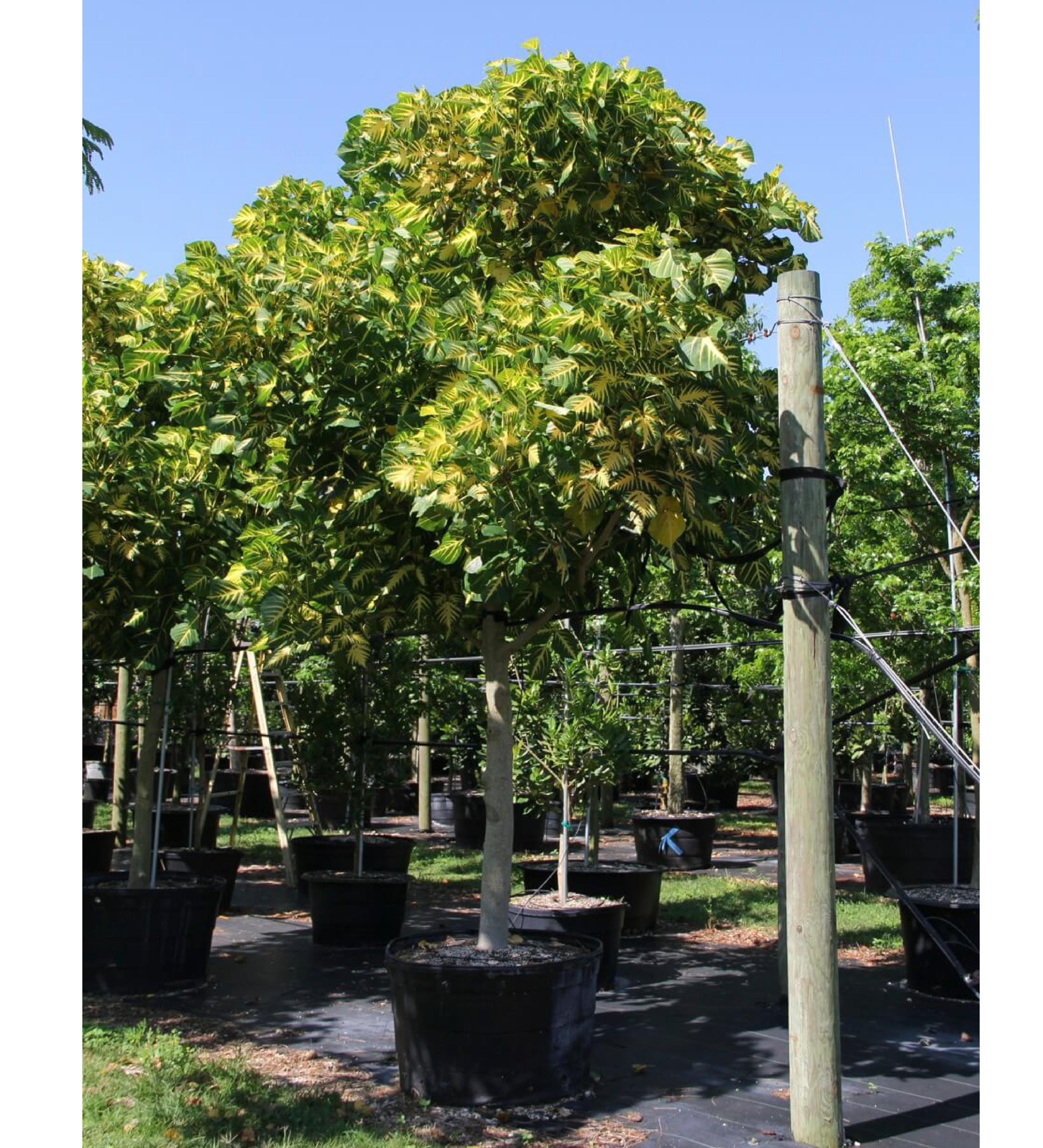 erythrina variegata 45 gal at Treeworld Wholesale