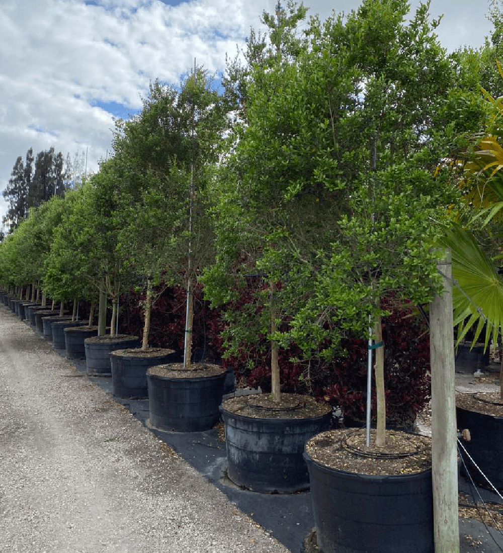 drought tolerant trees Myrcianthes Fragrans (Simpsons Stopper, Standard)