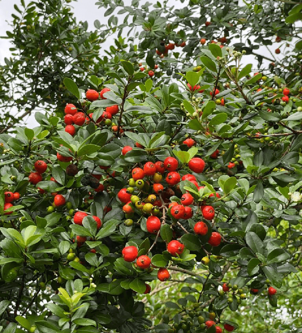 Myrcianthes Fragrans (Simpson Stopper) fruit