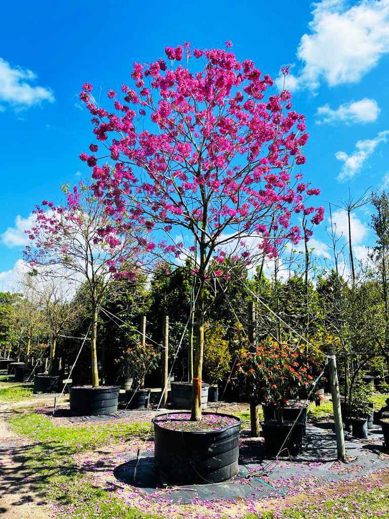 flowering trees