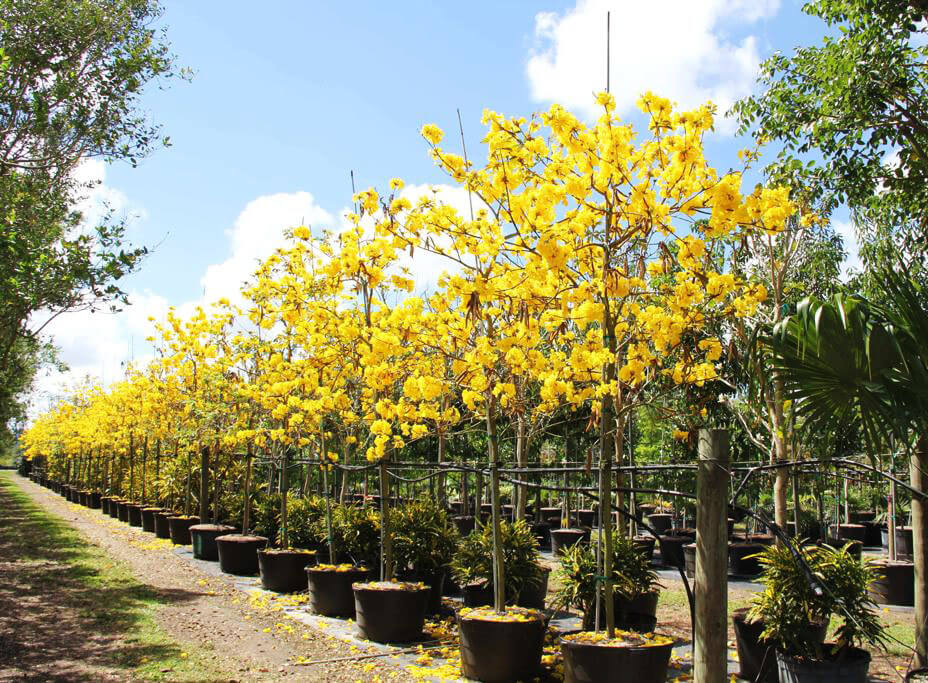 treeworld-tabebuia-chrysotricha