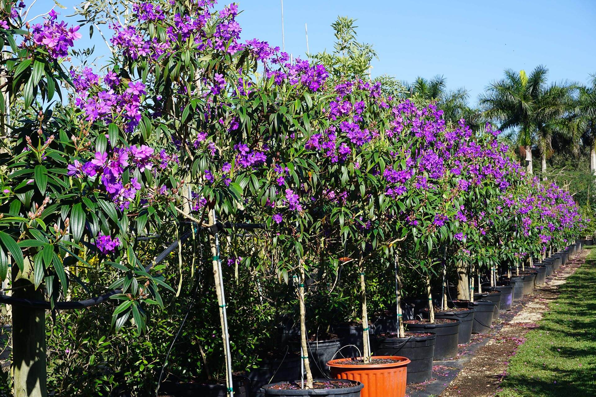 Tibouchina granulosa Purple Glory Tree