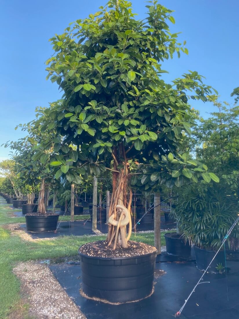 Ficus Benghalensis