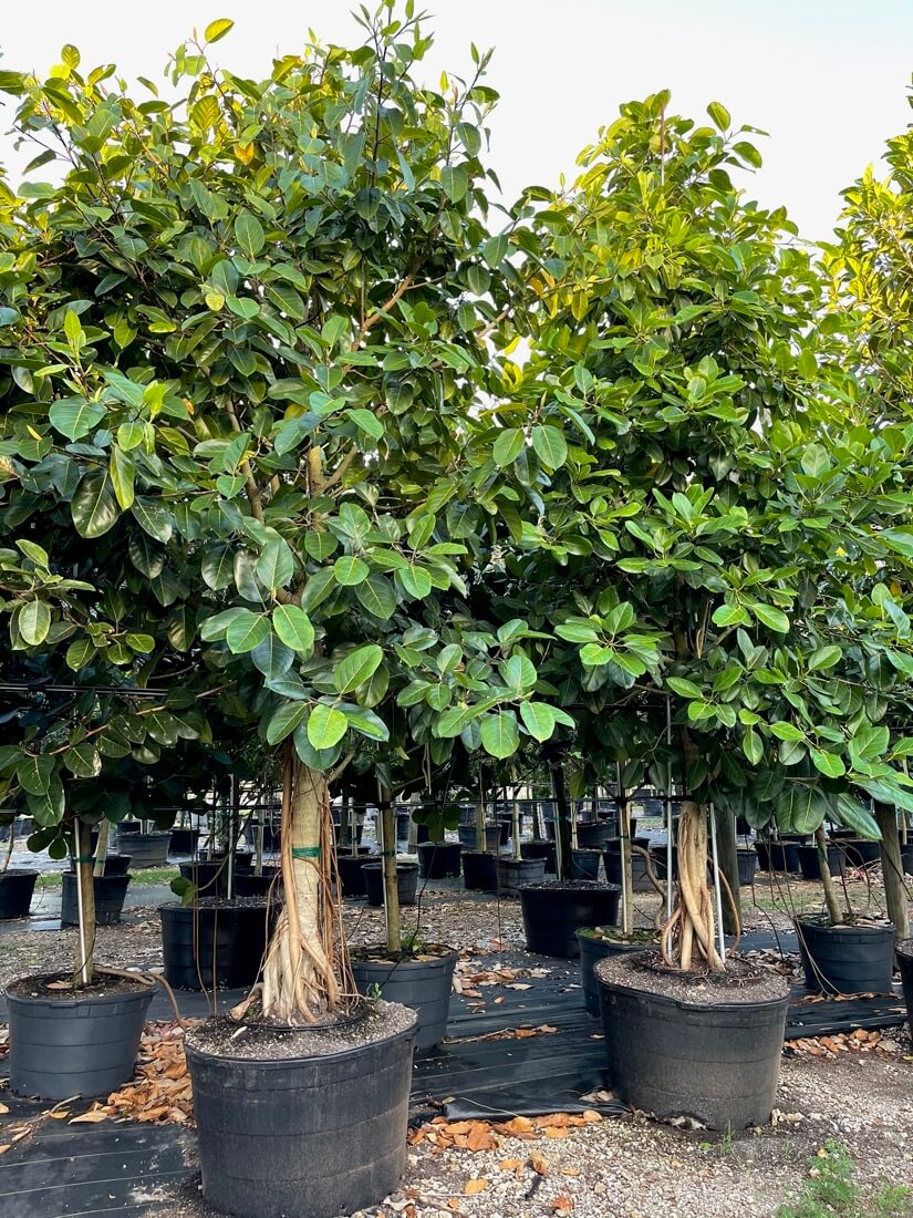 100 Gal - Ficus Benghalensis - Banyan Tree