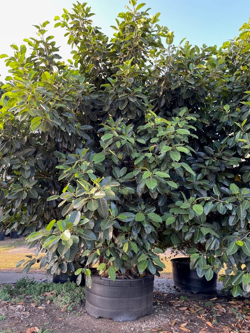 100 Gal - Ficus Benghalensis - Banyan Tree