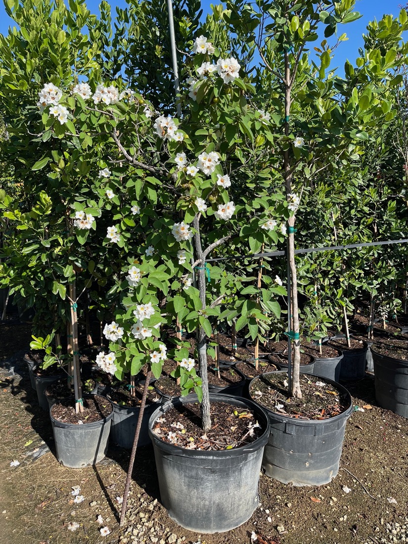 Cordia Boissieri