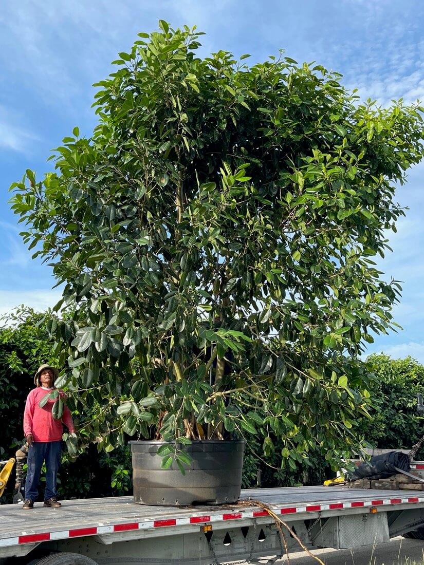 300 Gal - Ficus Benghalensis - Banyan Tree - Loading at TreeWorld