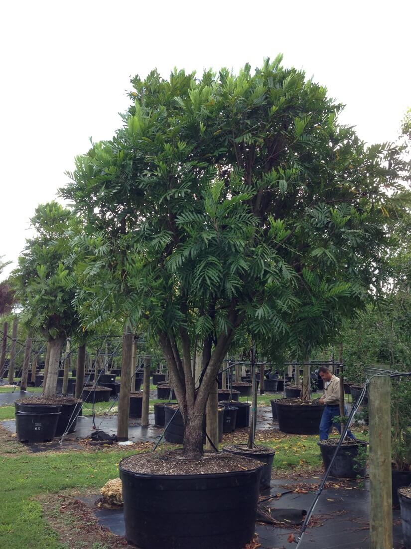 Japanese Fern tree - 300 Gal - Filicium Decipiens