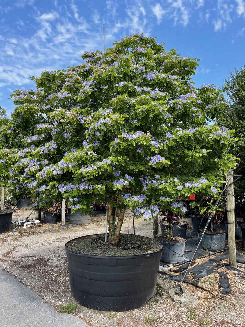 300 gal Guaiacum Officinale (Lignum vitae) tree of life at TreeWorld