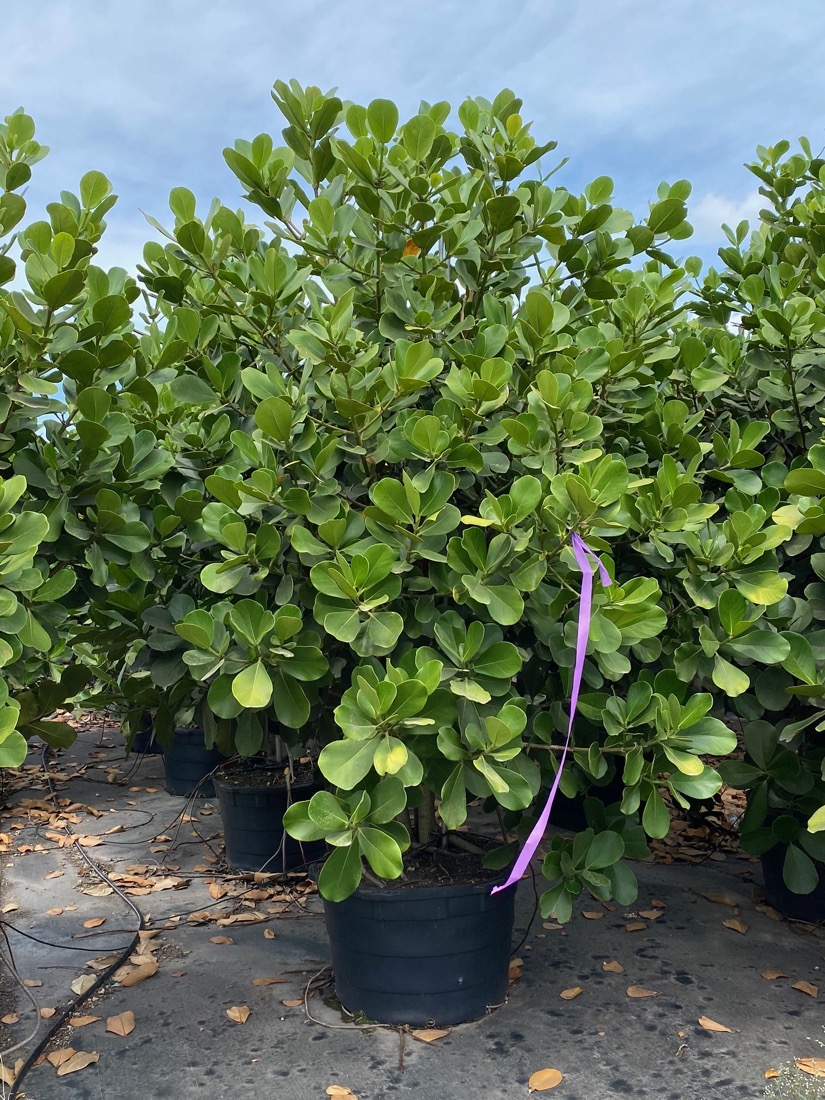 Clusia Rosea tree for sale, pitch apple Florida