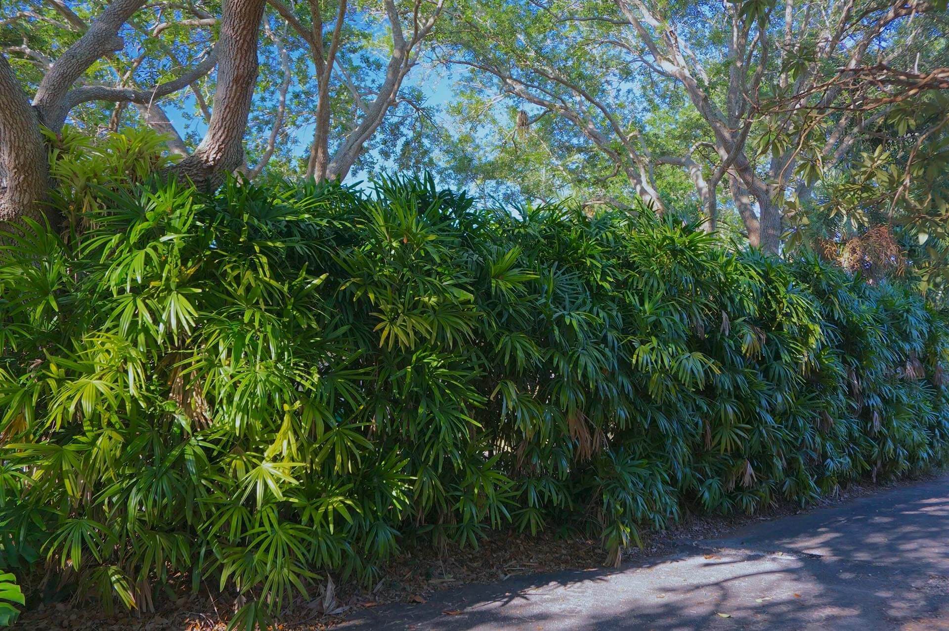 Rhapis excelsa Lady Palm