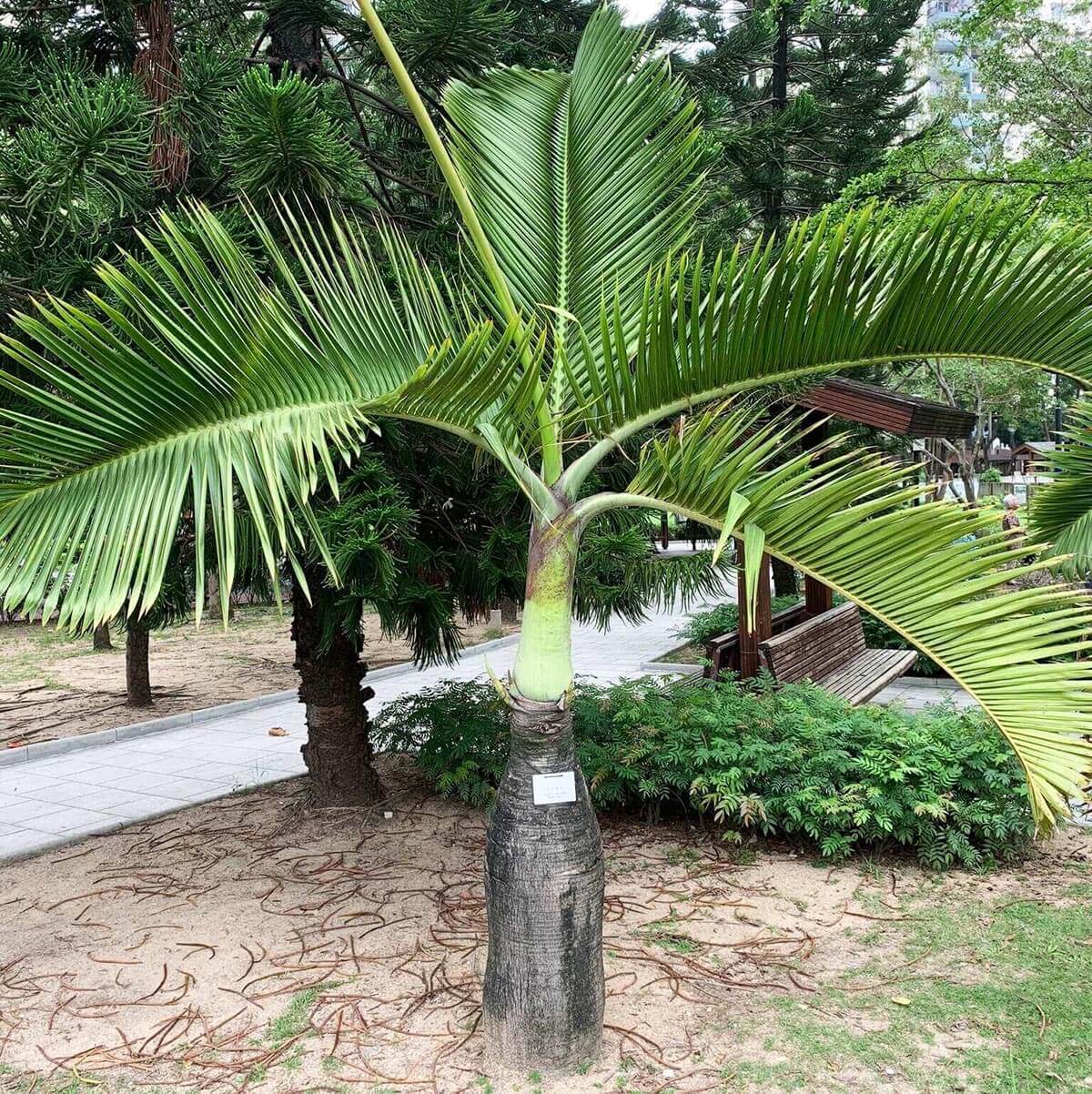 Hyophorbe Lagenicaulis Bottle Palm