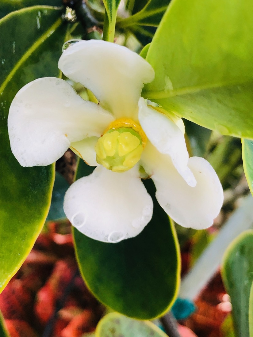 Clusia Rosea - Pitch Apple - Flower
