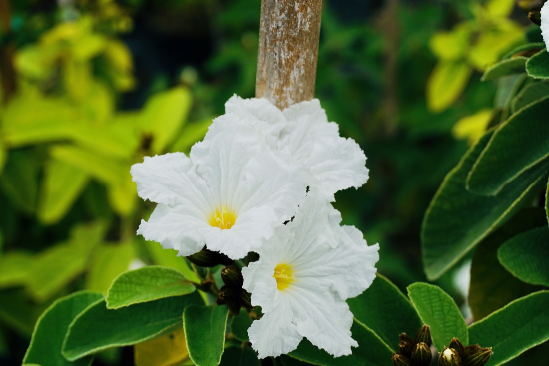 Cordia Boissieri - White Geiger - Flower