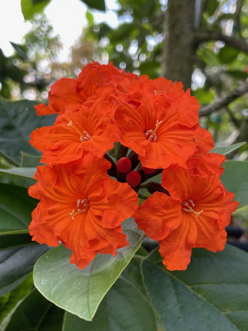 Cordia Sebestena - Orange Geiger - Flower