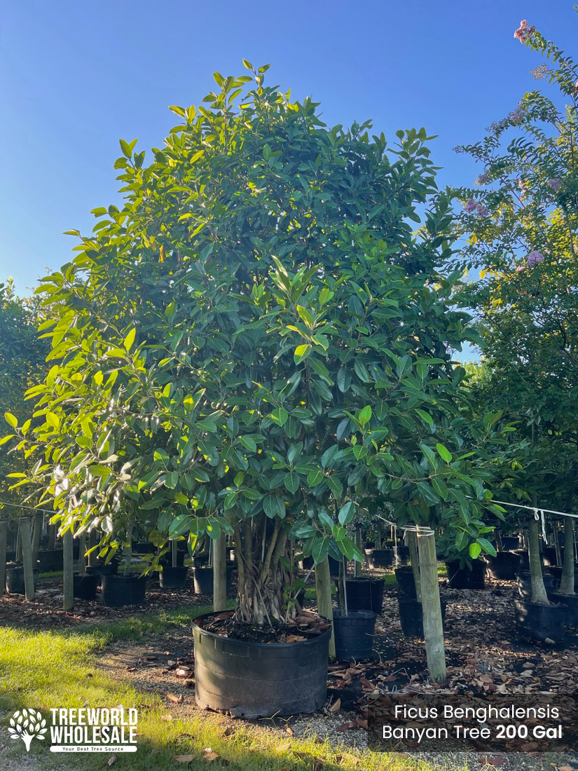Ficus Benghalensis - Banyan Tree - 200 Gal_