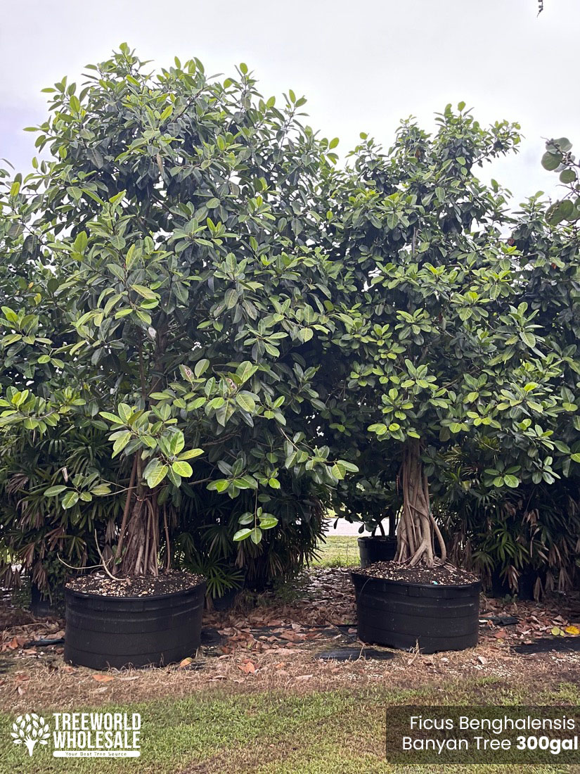 Ficus Benghalensis - Banyan Tree - 300gal