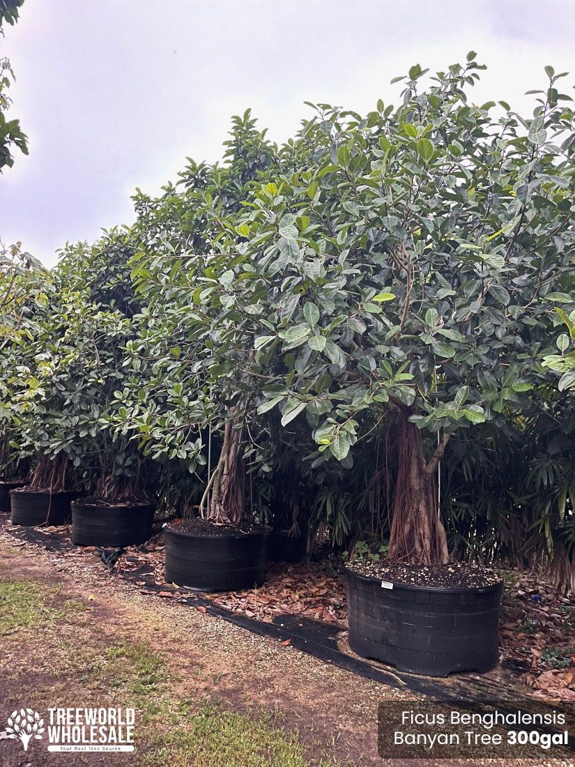 Ficus Benghalensis- Banyan Tree - 300gal