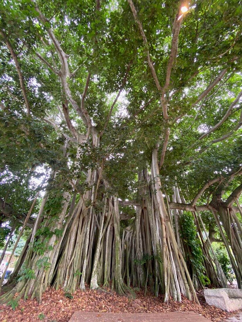 Ficus Benghalensis - Banyan Tree - Specimen