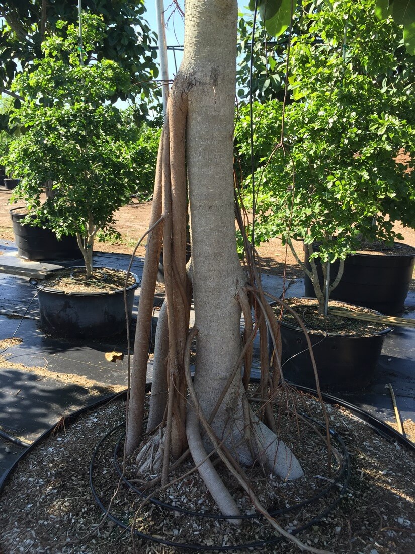 Ficus Benghalensis - Banyan Tree - Trunk
