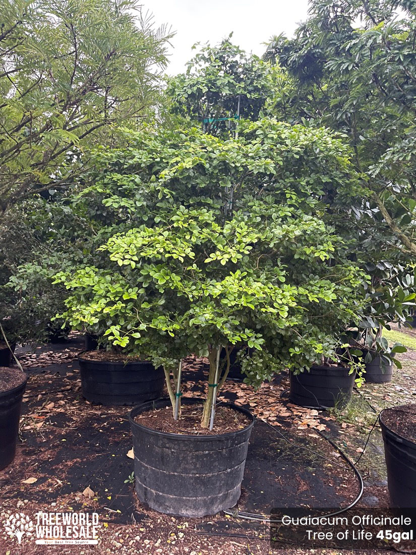Guaiacum Officinale Tree of life 45gal