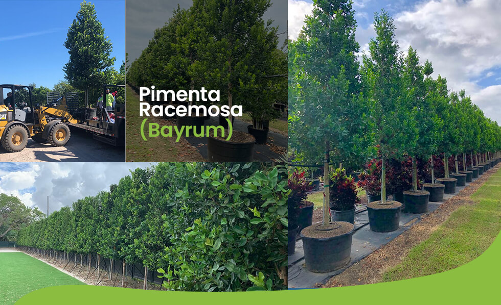 bayrum tree (pimenta racemosa) 