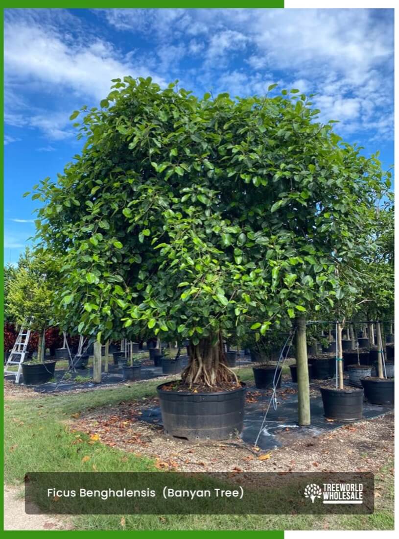 Ficus Benghalensis (Banyan Tree)